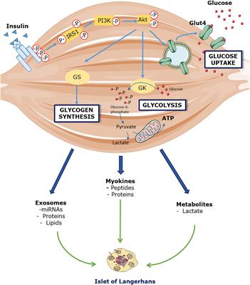 Insights on the Role of Putative Muscle-Derived Factors on Pancreatic Beta Cell Function